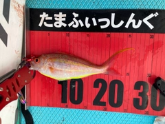 ソコイトヨリの釣果