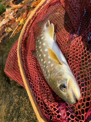 アメマスの釣果