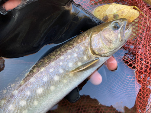 アメマスの釣果