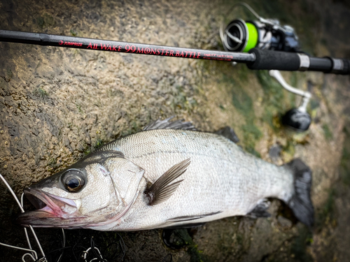 ヒラスズキの釣果