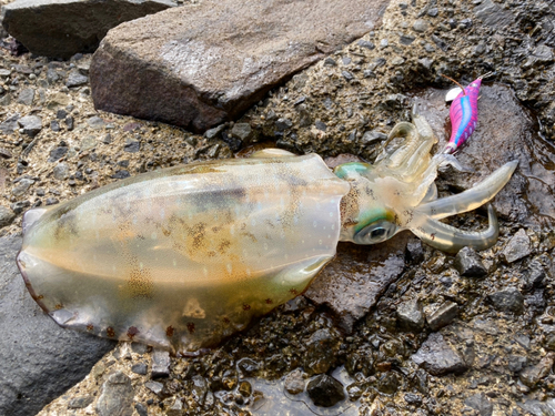 アオリイカの釣果