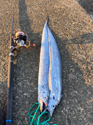 タチウオの釣果