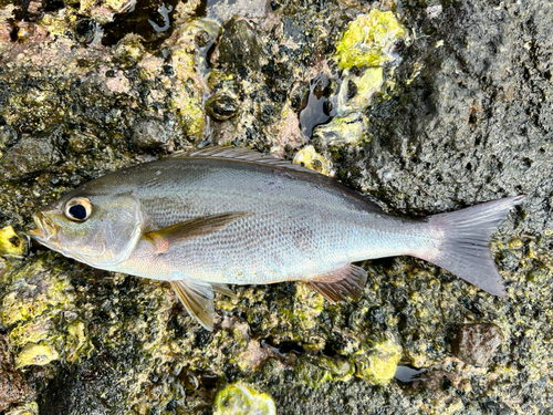 イサキの釣果