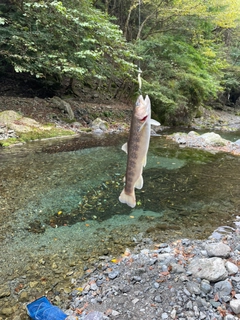 イワナの釣果