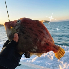 カワハギの釣果