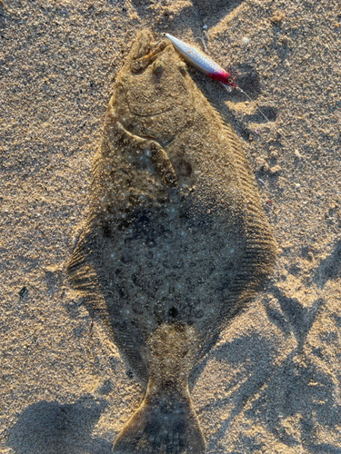 ヒラメの釣果