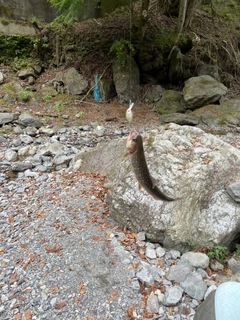 イワナの釣果