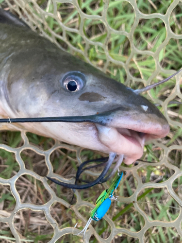 アメリカナマズの釣果