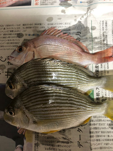 ヘダイの釣果