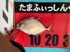 カイワリの釣果