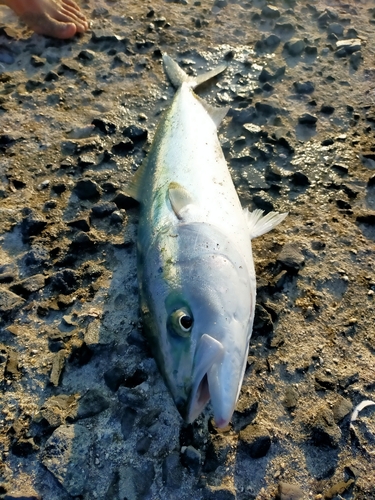 ハマチの釣果