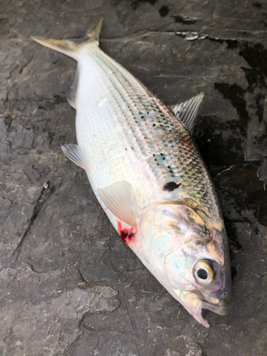 コノシロの釣果