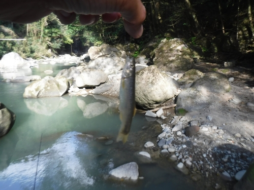 タカハヤの釣果