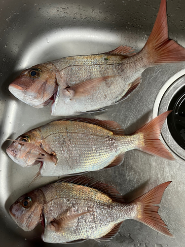 マダイの釣果