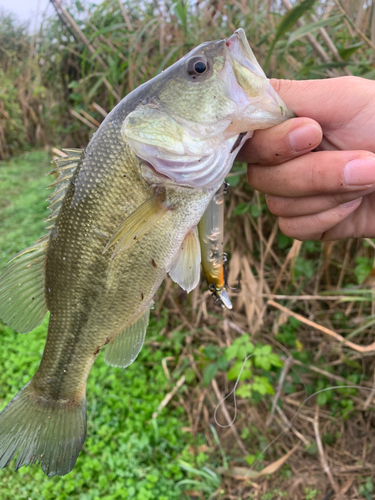 ラージマウスバスの釣果