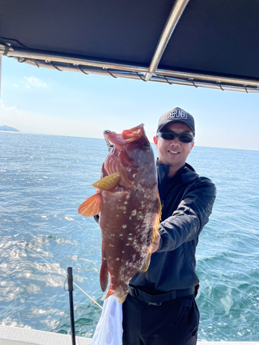 アコウの釣果