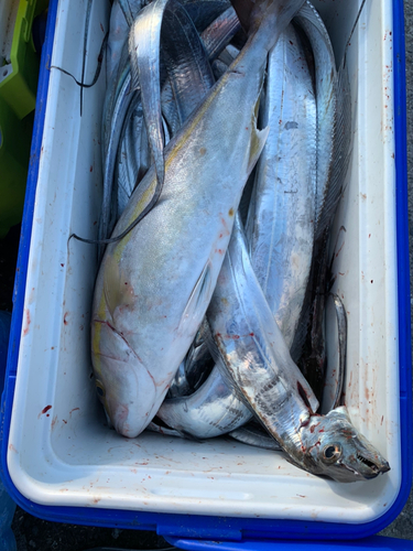 カンパチの釣果