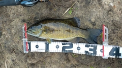 スモールマウスバスの釣果