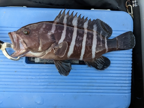 マハタの釣果