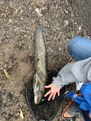 ナマズの釣果