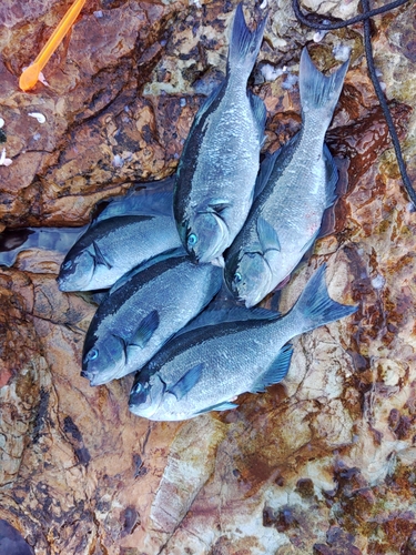 オナガグレの釣果