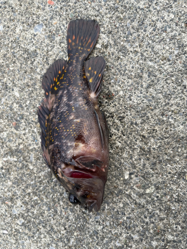 オウゴンムラソイの釣果