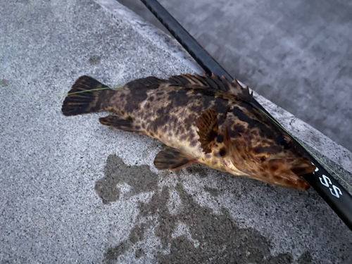 ベッコウゾイの釣果