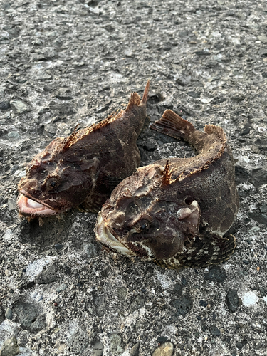 トウベツカジカの釣果