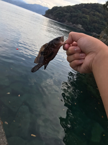 タケノコメバルの釣果