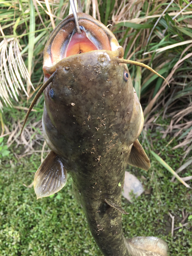 ナマズの釣果