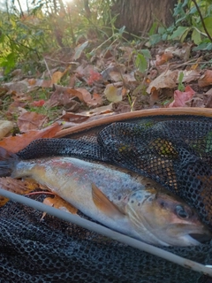 ブラウントラウトの釣果