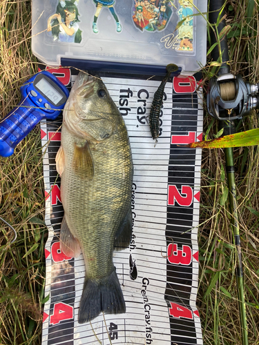 ブラックバスの釣果