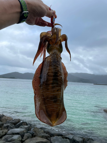 アオリイカの釣果