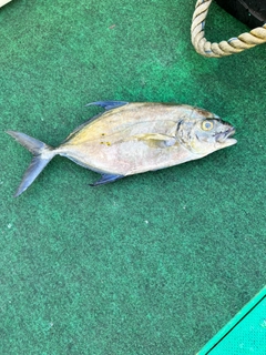 ナンヨウカイワリの釣果