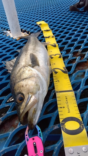 シーバスの釣果