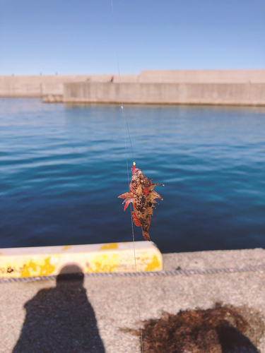 ハオコゼの釣果