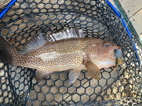 オオモンハタの釣果