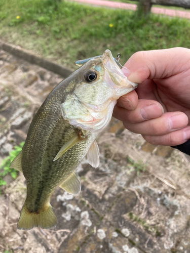 ラージマウスバスの釣果