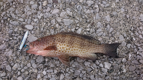 オオモンハタの釣果