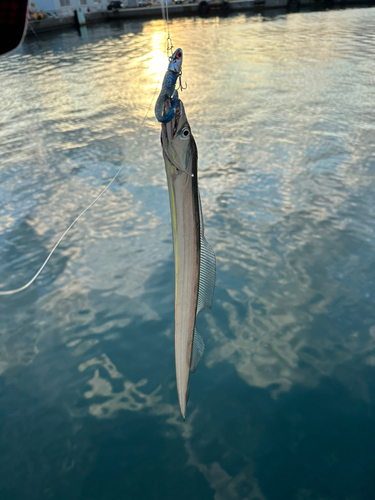 タチウオの釣果