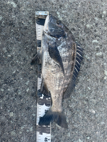 クロダイの釣果