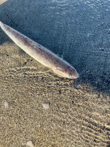 エソの釣果