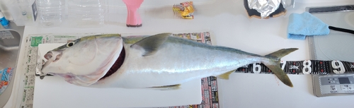 ハマチの釣果