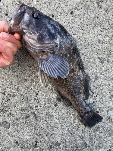 クロソイの釣果