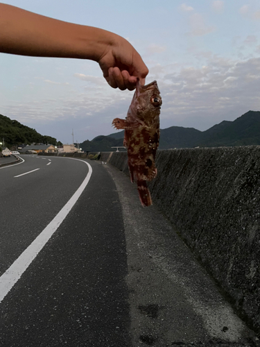 アラカブの釣果