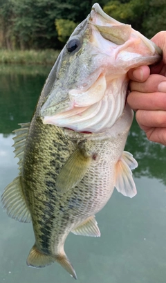 ラージマウスバスの釣果