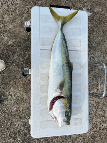 ブリの釣果