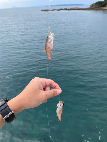 ネンブツダイの釣果