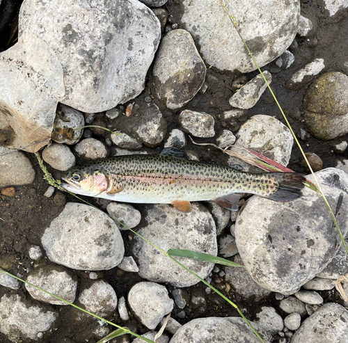 ニジマスの釣果