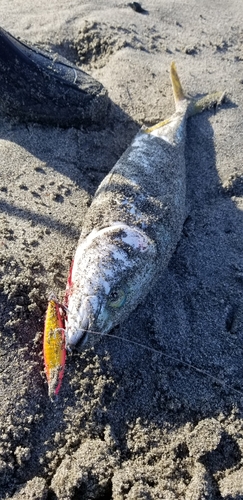 ワカシの釣果